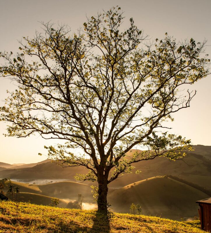 scenic sunset landscape with tree silhouette